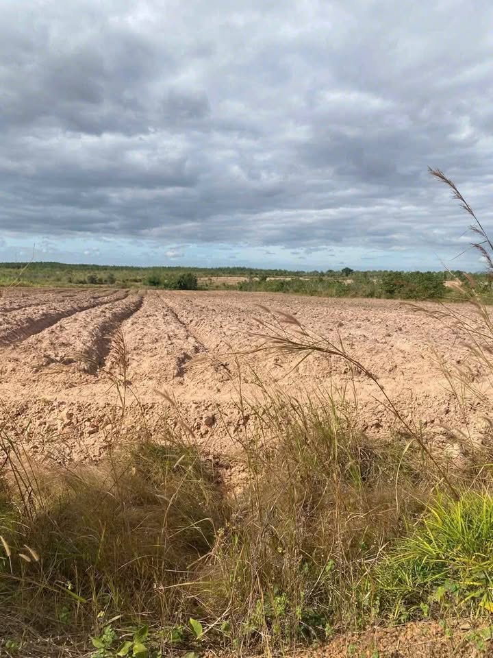 Đất thổ cư xã Ea Bung, Huyện Ea Súp 55.000m² giá 899 triệu - Cơ hội đầu tư hấp dẫn!