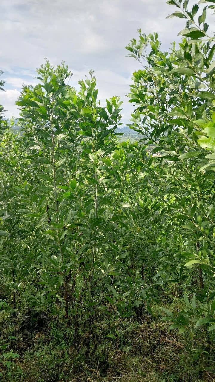 Đất Farm 14ha tại Khuê Điền, Krông Bông giá chỉ 20 triệu/sào - Cơ hội đầu tư tuyệt vời!