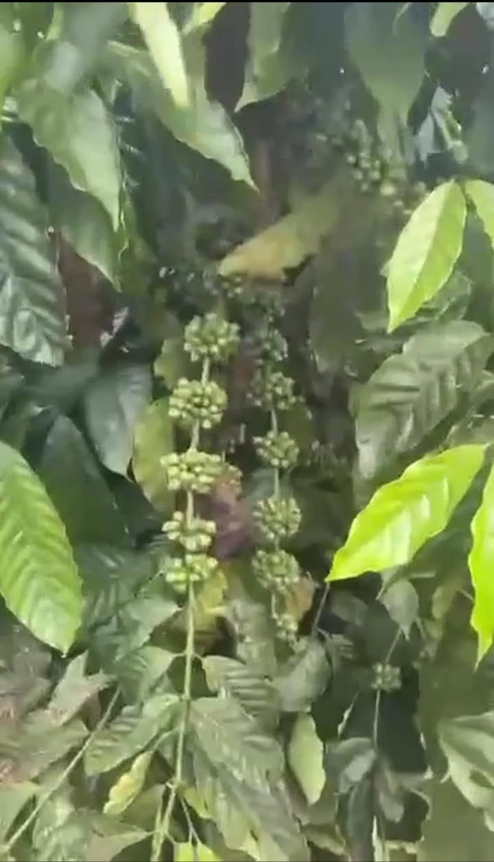 Đất nền 11.500m² xã Ea Sin, huyện Krông Búk - Đường Quốc lộ 14, giá 3.3 tỷ!