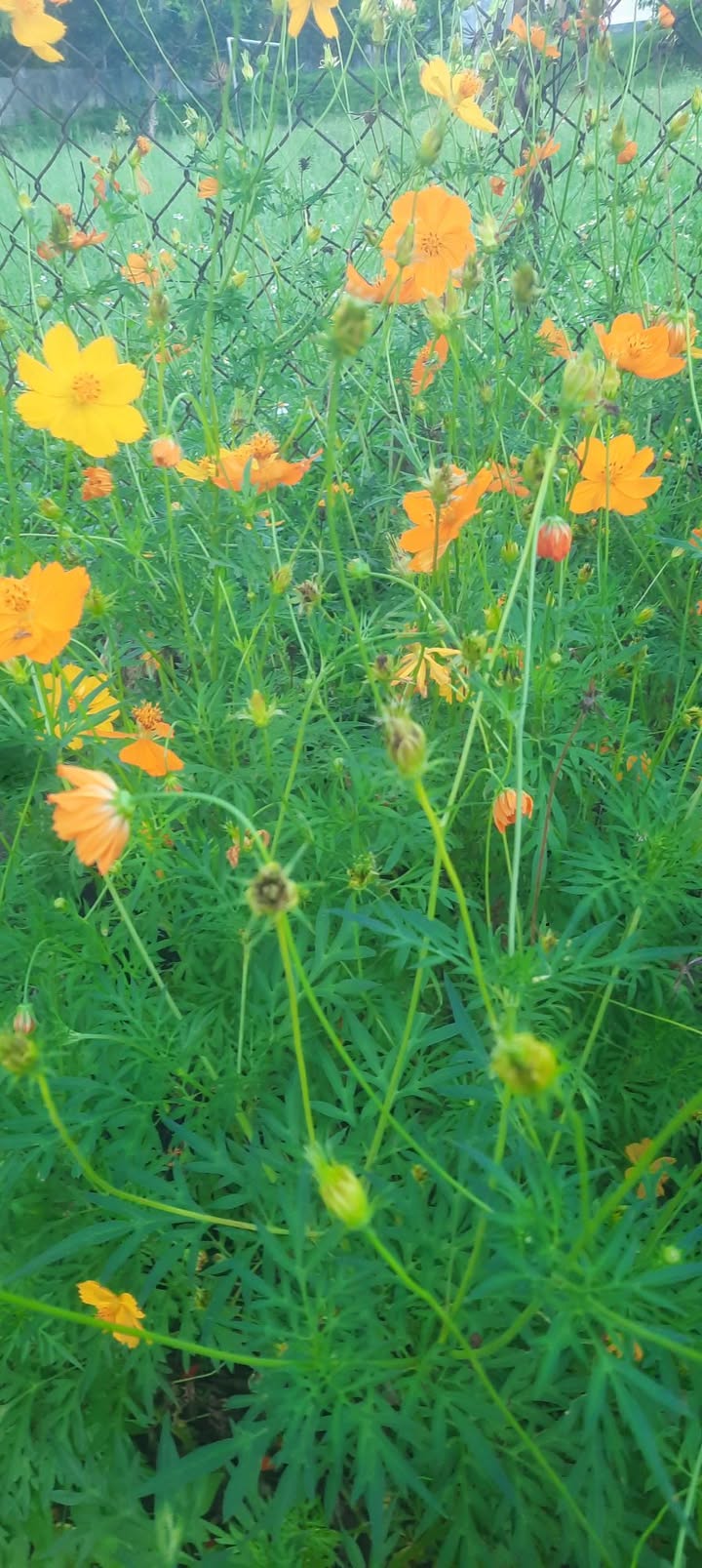 Đất thổ cư 152m² tại Xã Cửu An, Thị xã An Khê - Giá chỉ 4xx triệu, cơ hội đầu tư tuyệt vời!