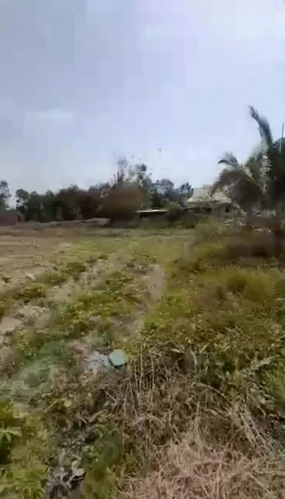 Đất thổ cư 8000m² Tân Phong, Tân Biên giá 1.1 tỷ - Tặng nhà cấp 4