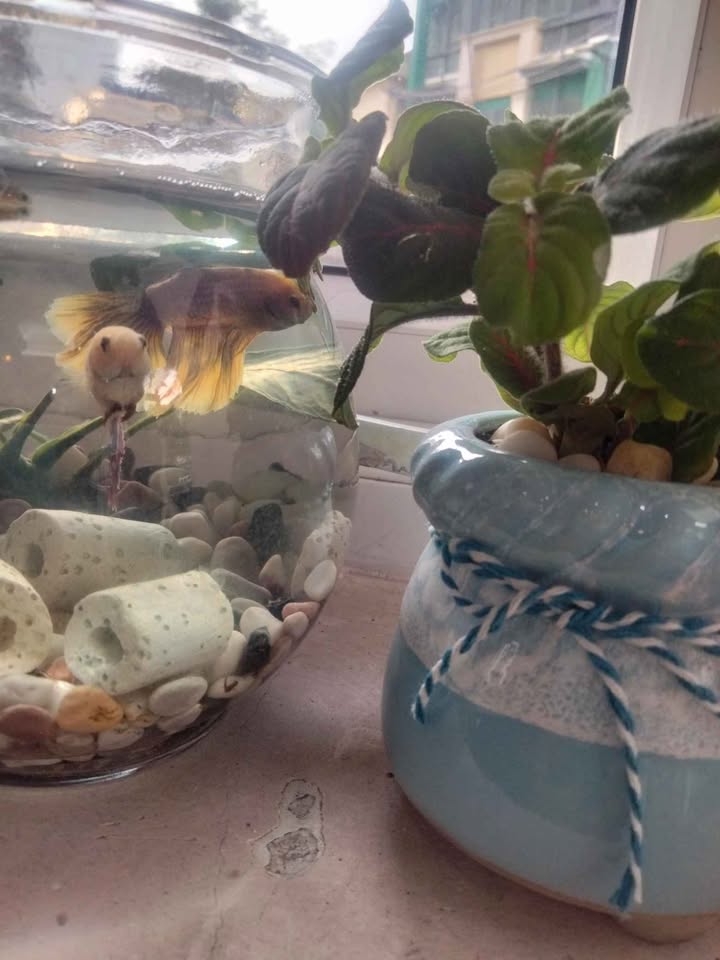 Nhà mặt tiền phường Hải Cảng 61m² giá 5.5 tỷ - Cơ hội kinh doanh tuyệt vời!