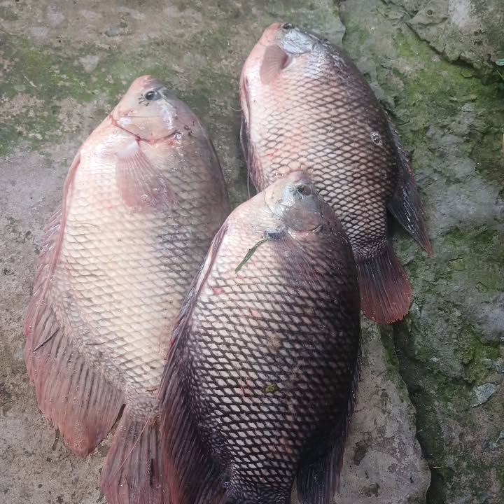 Đất thổ cư 6300m² tại ấp 8, Xã Hiệp Thạnh, Châu Thành, Long An - Giá 5 tỷ thương lượng!