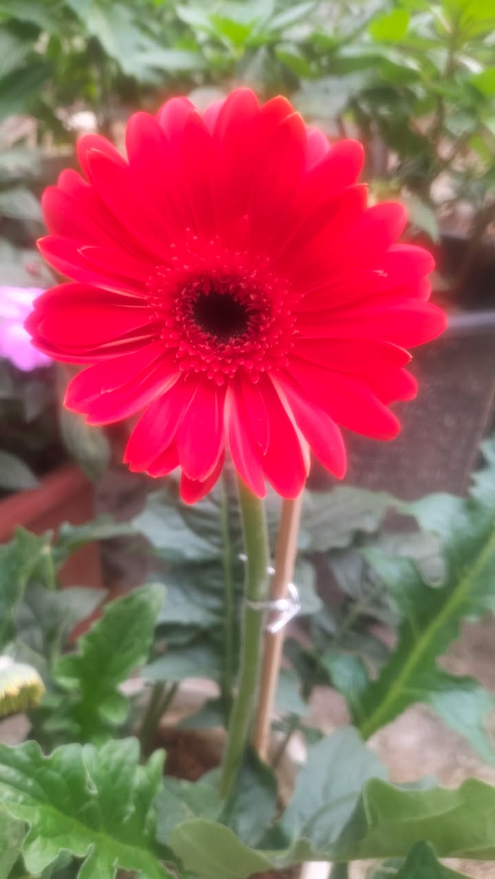 Đất vườn Hoài Xuân 425m² giá chỉ 199 triệu - Cơ hội đầu tư hấp dẫn!