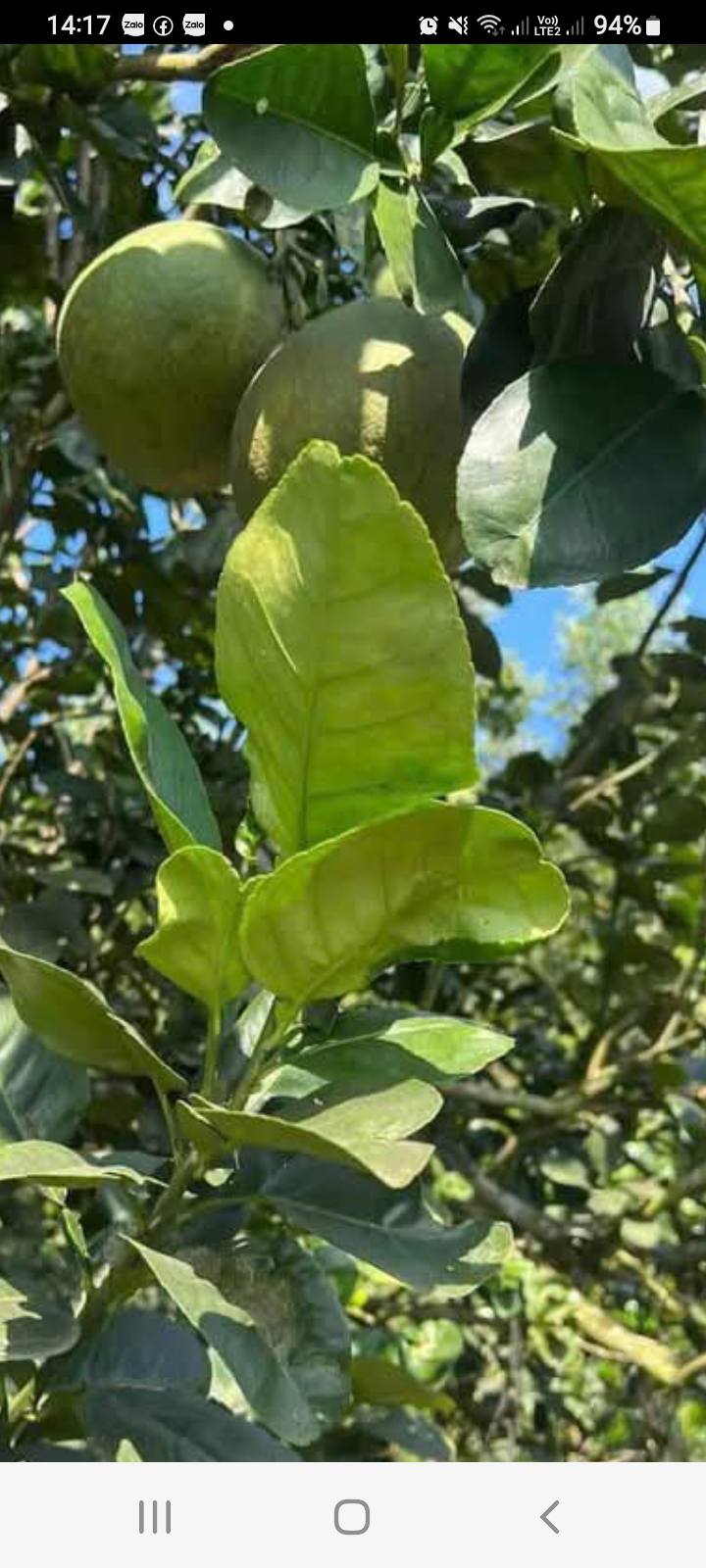 Đất vườn trái cây 300m² tại ấp 5, Biên Hòa - Sổ hồng riêng, giá 1.5 tỷ!