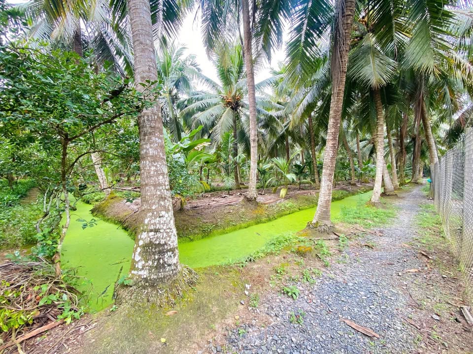 Đất vườn 600m² xã Đông Hòa, huyện Châu Thành, Tiền Giang - Giá chỉ 1.2 tỷ!