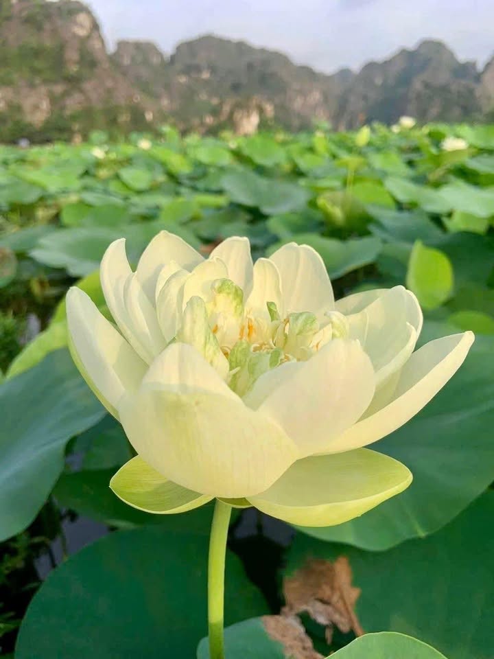 Căn hộ cho thuê mặt tiền Điện Biên Phủ, Nhơn Bình 185m² - Đang cho thuê rất tốt!