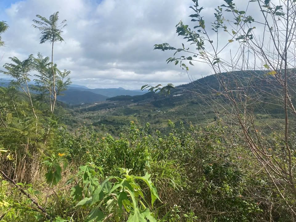 Đất xây dựng tại Xuân Trường Đà Lạt 244m² giá 7.2 tỷ - Cơ hội đầu tư sinh lời!