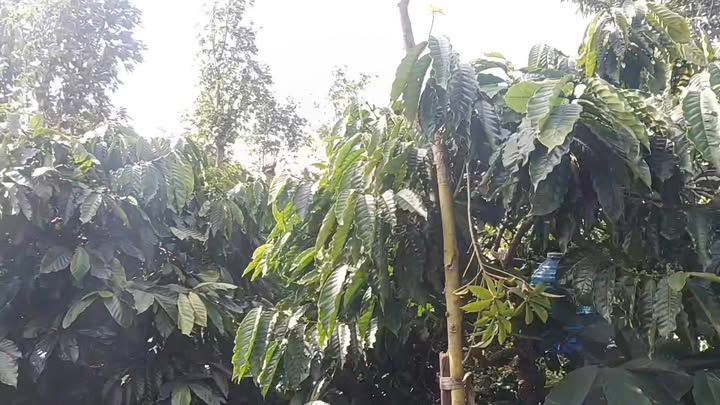 Farm 14000m² tại xã Đức Minh, Đắk Mil - Cà phê full tiêu, giá thỏa thuận!