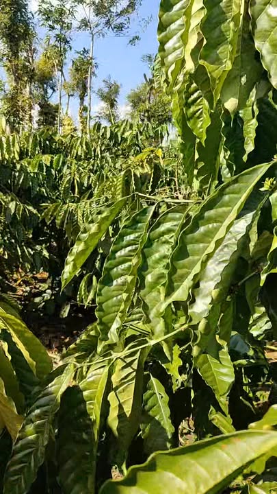 Đất nền 5 sào Đắk Môl giá 1.2 tỷ - Đầu tư sinh lời ngay!