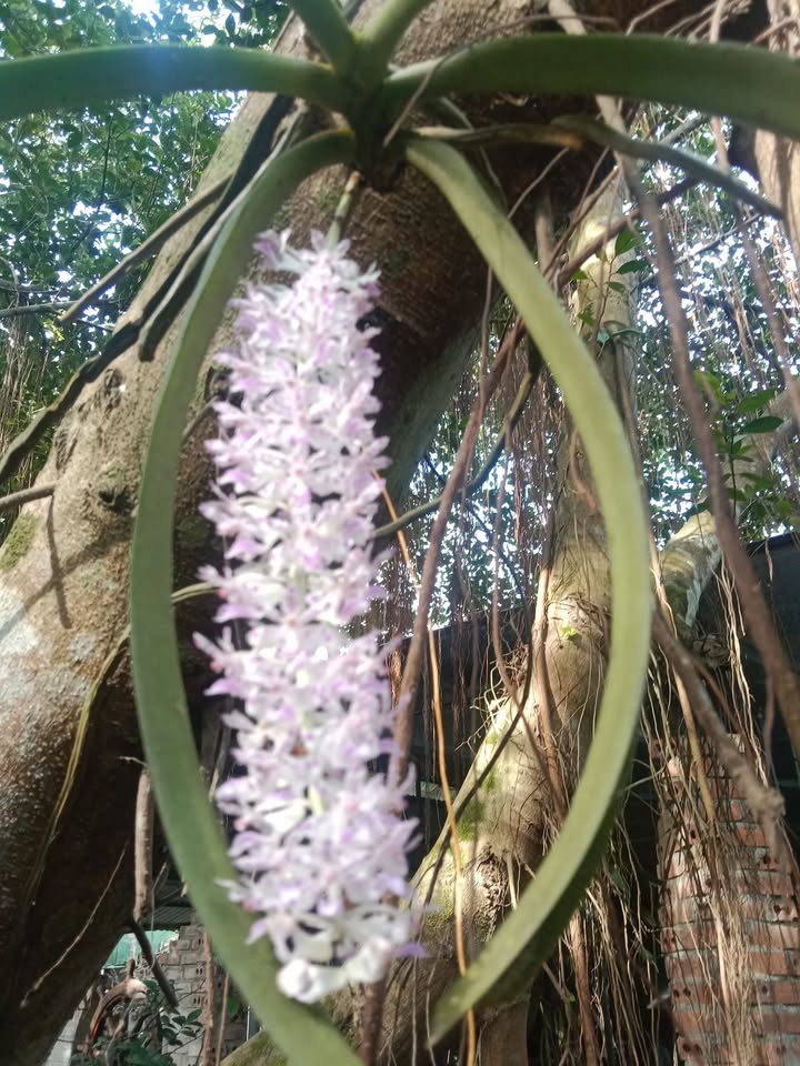 Đất thổ cư 140m² tại Xuân Yên, Nghi Xuân, Hà Tĩnh - Giá chỉ 780 triệu!