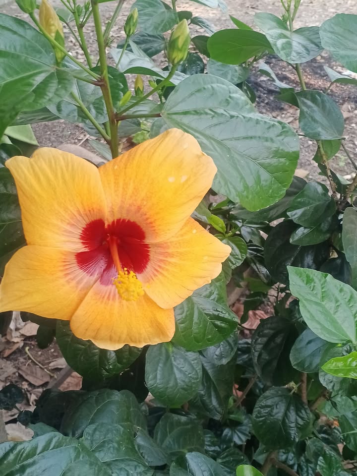 Đất trồng dừa 15000m² tại xã Trung Ngãi, Vĩnh Long - Giá chỉ 400 triệu!