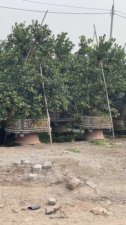 Đất đấu giá Hoàng Trạch, Mễ Sở, Văn Giang 138.3m² - Vị trí đắc địa, giá thỏa thuận!