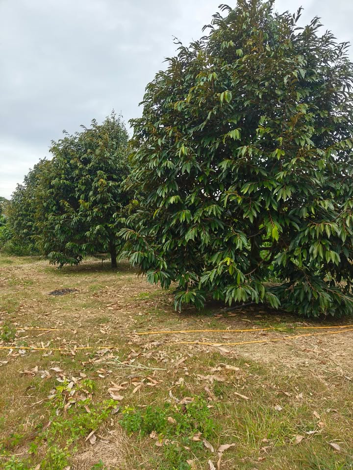 Farm thổ cư 32.000m² tại Thọ Sơn, Bù Đăng - Giá chỉ 1.7 tỷ, thương lượng!