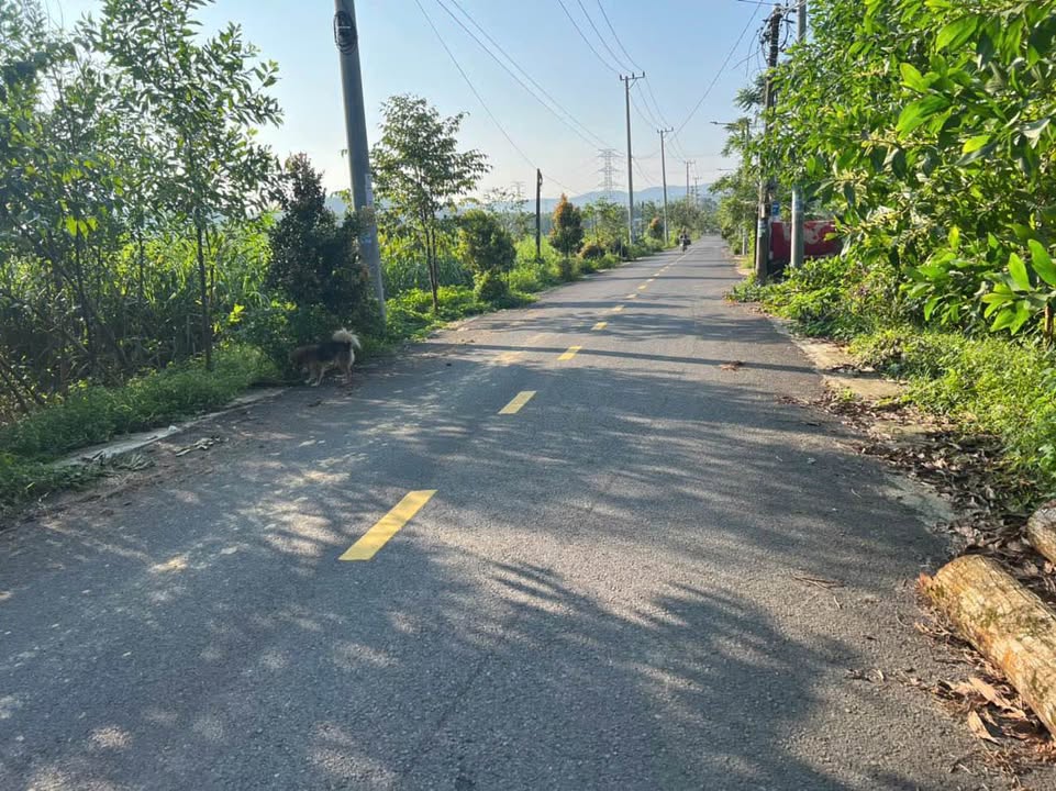 Đất trồng cây Hòa Vang 1100m² giá 1 tỷ - Mặt tiền đường nhựa thuận lợi!