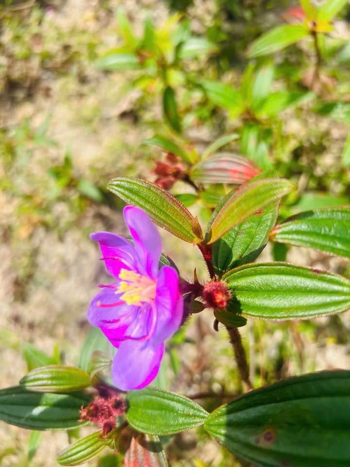 Đất nền 2100m² Quốc lộ 24 Măng Đen giá 1 tỷ - View rừng, thích hợp nghỉ dưỡng!