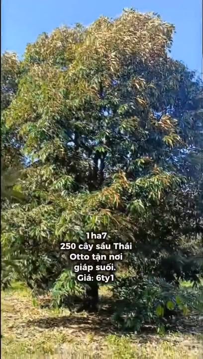 Đất vườn Sầu Riêng Đạ Huoai 1.7ha giá 6.1 tỷ - Cơ hội đầu tư lý tưởng!