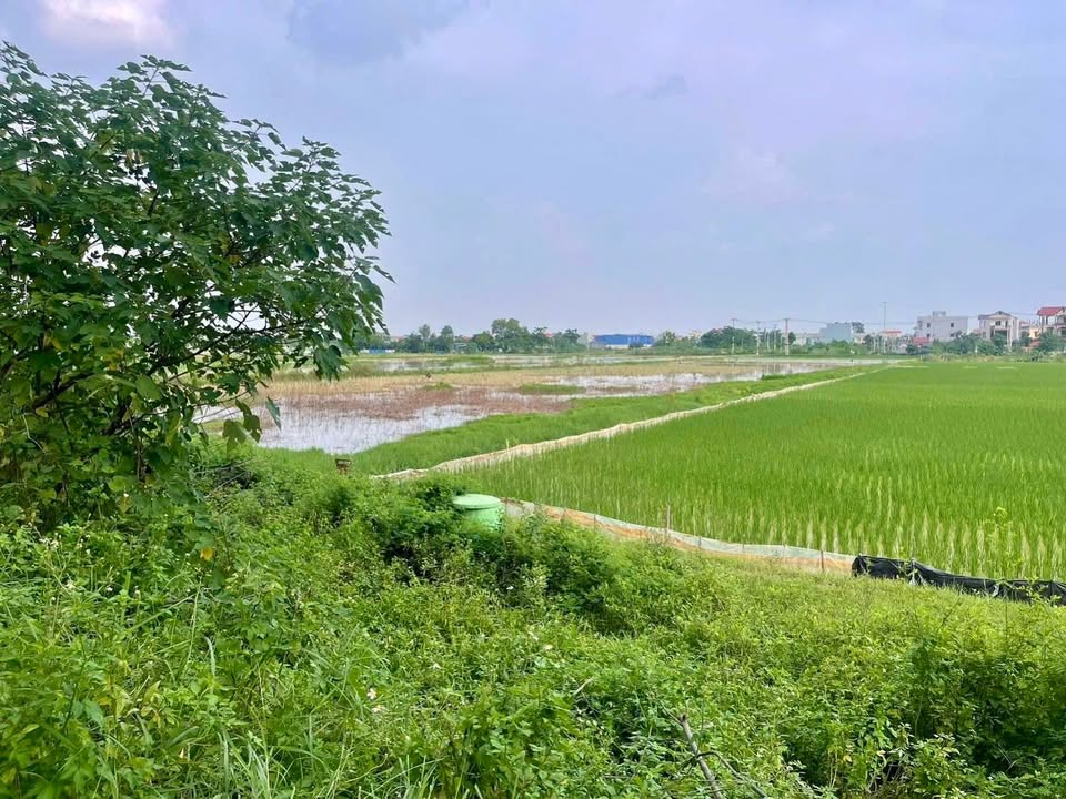 Đất ruộng 44,000m² tại Đồng Bụt, Ngọc Liệp - Giá chỉ từ 500 triệu!