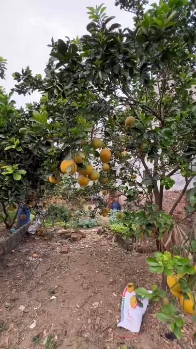 Đất thổ cư 95m² tại Việt Yên Đông Yên, chỉ 2 tỷ - Cơ hội đầu tư hấp dẫn!