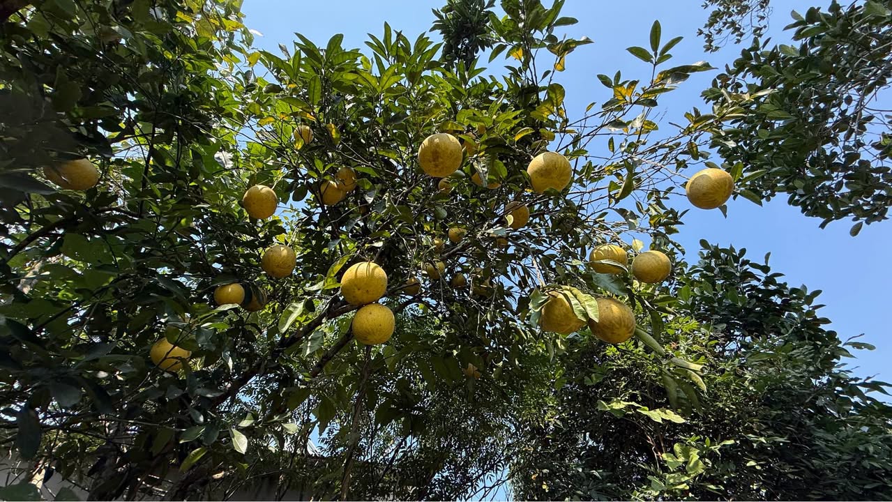 Đất vườn Đồng Kì Bắc Ninh 1600m² giá 1.5 tỷ - Sổ đỏ chính chủ, mặt tiền rộng 40m!