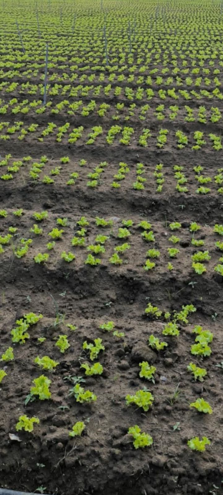 Đất nền 5000m² tại Lạc Xuân Đơn Dương - Giá 2.25 tỷ, pháp lý rõ ràng!