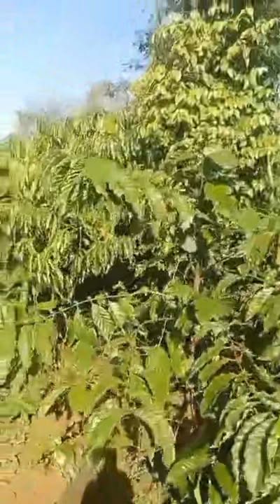 Đất nền Cư Bao Buôn Hồ 4300m² giá 2.1 tỷ - Pháp lý đầy đủ, sổ sách vuông vắn!