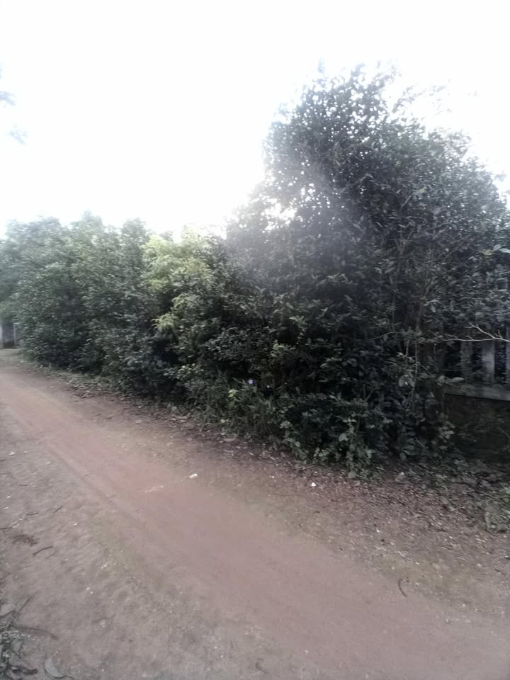 Đất nền Kinh Môn - 600m² giá 300 triệu - Đầu tư sinh lời ngay!