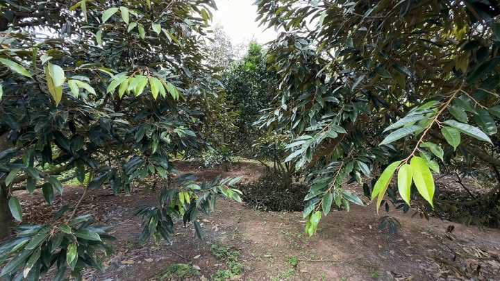 Đất thổ cư 5.800m² tại Cư Bông, Ea Kar, Đắk Lắk - Giá chỉ hơn 2 tỷ!