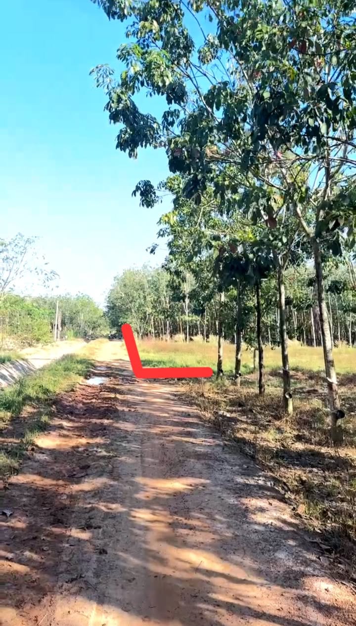 Farm 14,000m² tại xã Trà Vong, huyện Tân Biên, Tây Ninh - Giá chỉ 1.2 tỷ!