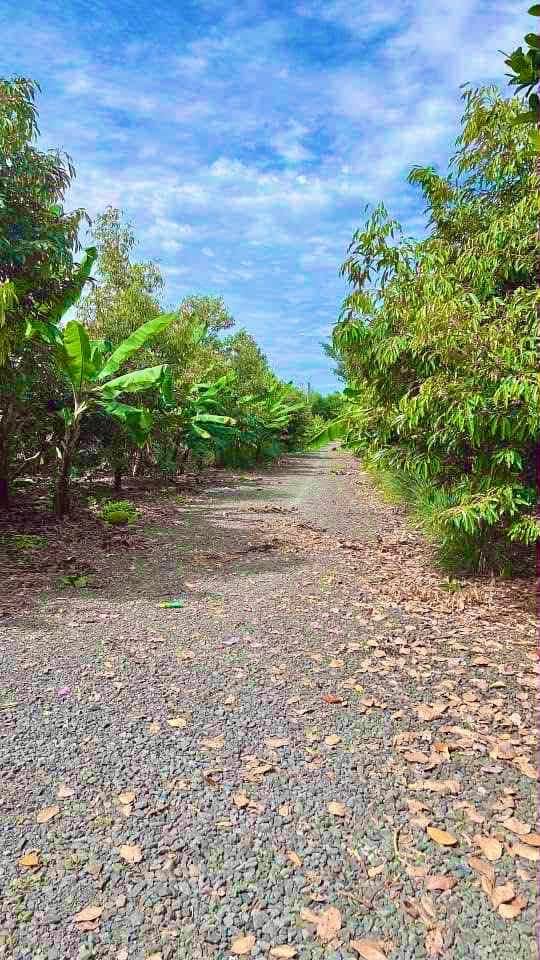 Farm 1000m² tại Xã Sông Thao, Trảng Bom - Giá chỉ từ 800 triệu!