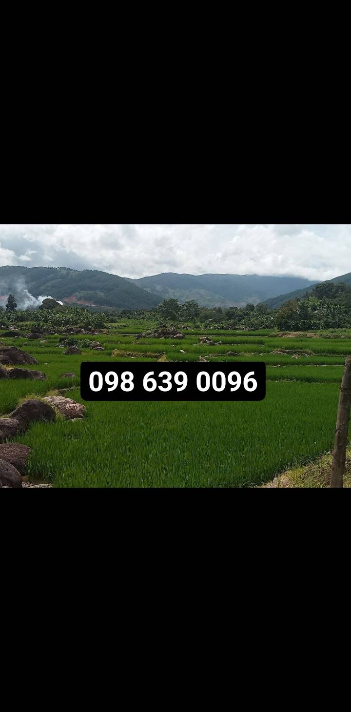 Lô đất 3,5 sào Đạ Tông, Lâm Đồng giá 700 triệu - Không khí trong lành lý tưởng cho nghỉ dưỡng!