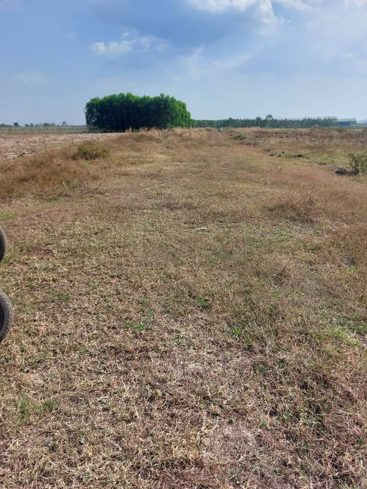 Đất nền 6 sào tại xã Trà Tân, huyện Đức Linh, giá 500 triệu - Cơ hội đầu tư hấp dẫn!