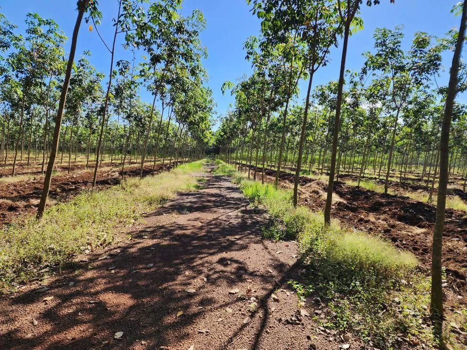 Đất cao su phường Tân Đồng 2,3ha giá 7,4 tỷ - Đất đẹp, vị trí thuận lợi!