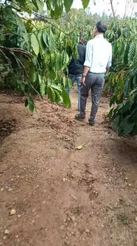 Farm 2ha tại Chư Păh, Gia Lai giá 4 tỷ - Đầu tư sinh lời lý tưởng!