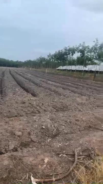 Đất SKC Bàu Bàng 1,4ha giá chỉ 15 tỷ - Tiềm năng tăng giá mạnh!