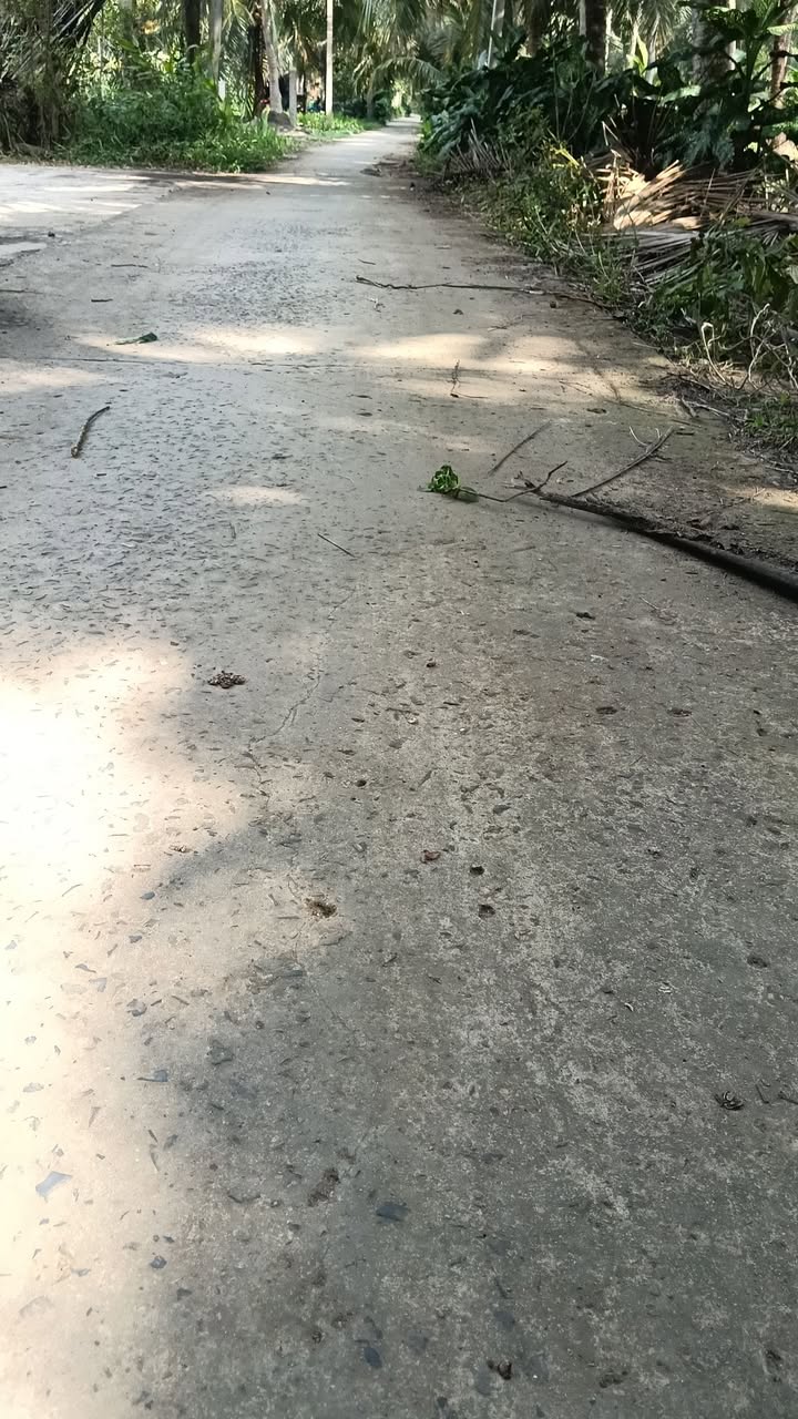 Đất nền Châu Bình, Giồng Trôm 557m² giá 499 triệu - Sổ đỏ chính chủ, đầu tư sinh lời!