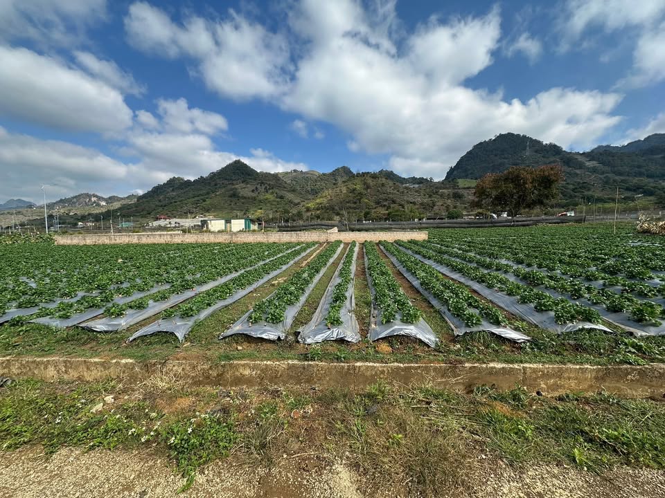 Đất thổ cư Mộc Châu 171m² giá thỏa thuận - Đường rộng 11.5m, thuận tiện xây nhà!