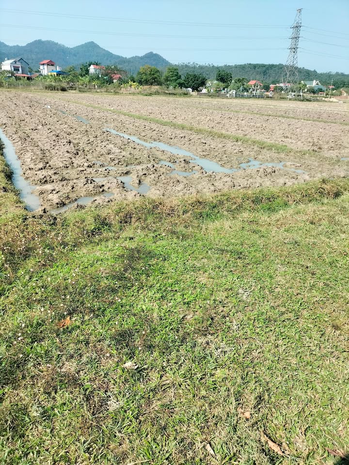 Đất Farm 5 sào tại xã Phù Linh, Sóc Sơn - Giá thỏa thuận hấp dẫn!