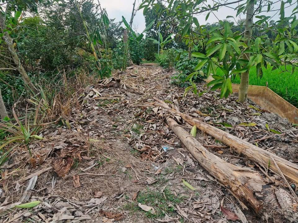 Đất Farm 32.000m² tại Tân Hội Trung, Cao Lãnh - Giá 990 triệu, sổ riêng chính chủ!