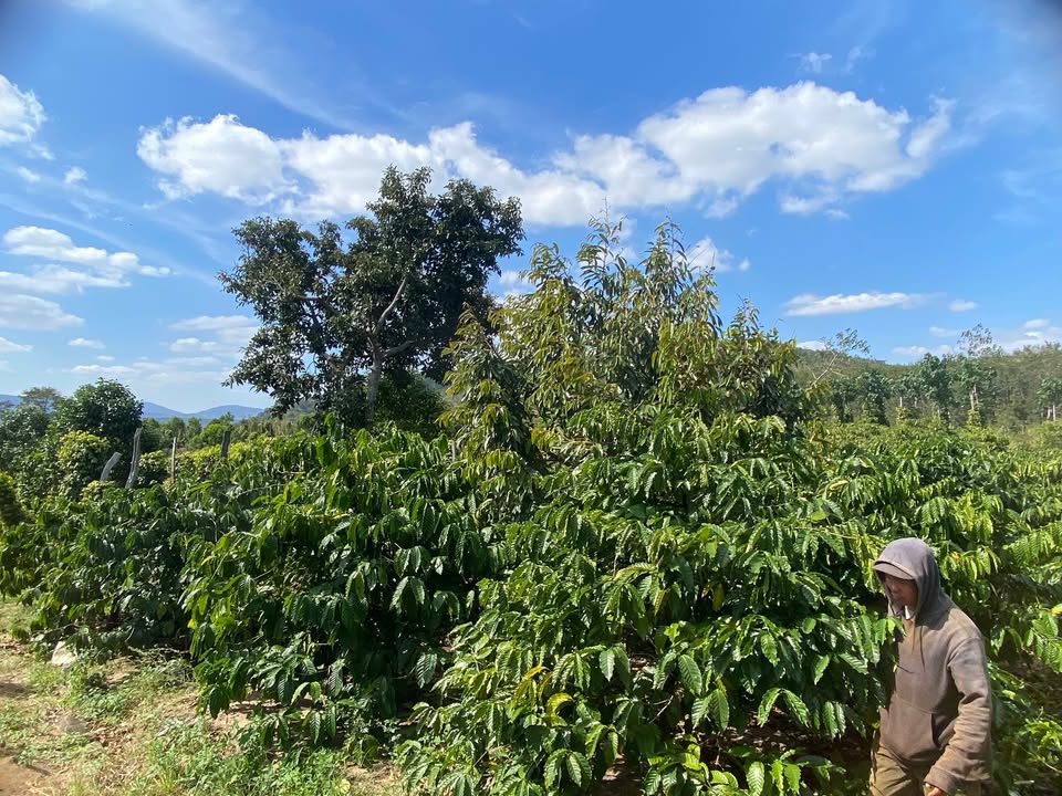 Farm 1ha4 ở Ea Sol, Đắk Lắk giá 2 tỷ - Đất đẹp, tiện nghi