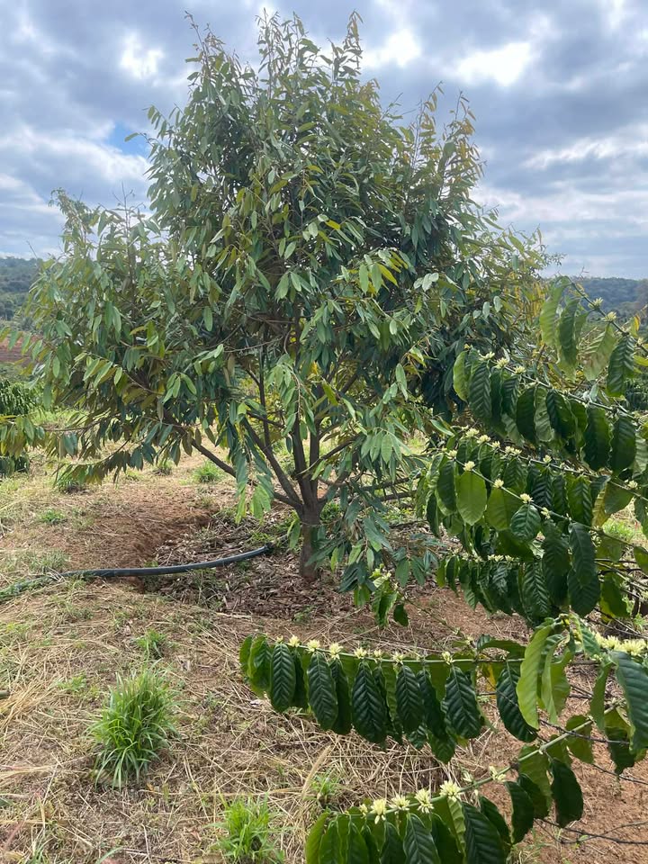 Farm 1héc4 tại Xã Ea Nam, Huyện Ea H'leo - Giá chỉ 1.35 tỷ!