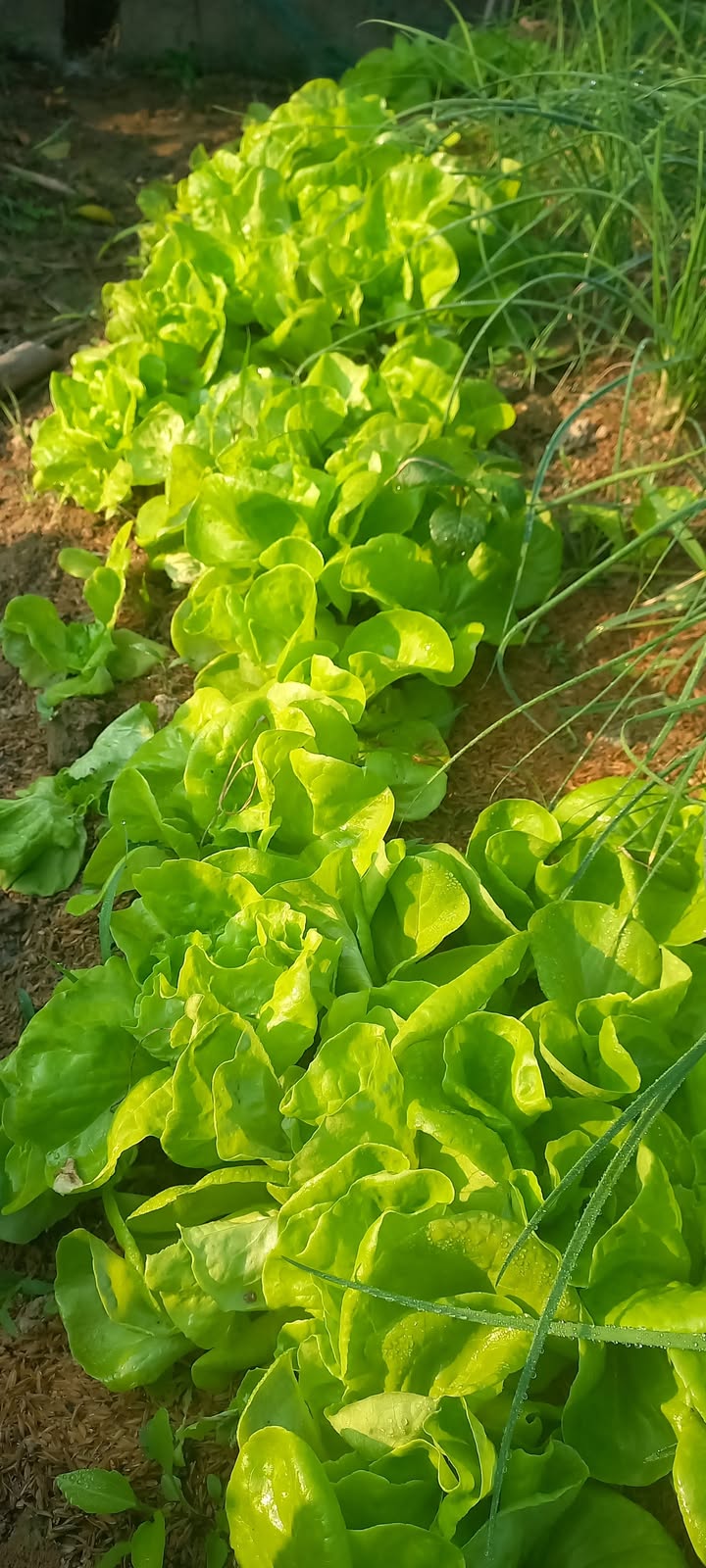 Đất nền Cẩm Bình, Hà Tĩnh 140m² - Giá thỏa thuận cho khách hàng nhanh tay!