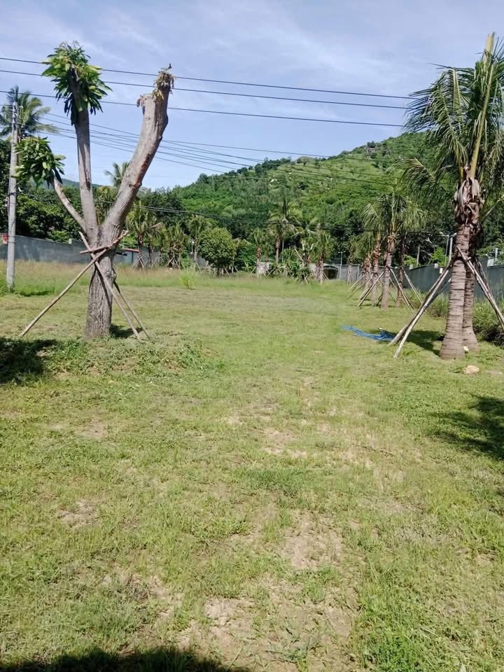 Lô Đất To 3.600m² tại Vịnh Ninh Vân, Nha Trang giá 72 tỷ - Sổ hồng riêng, pháp lý rõ ràng!