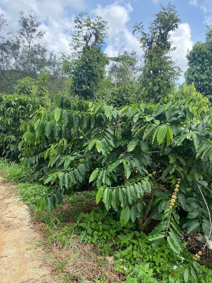 Rẫy 1440m² tại Đắk Lao, Đắk Mil giá 1.2 tỷ - Cơ hội đầu tư hấp dẫn!