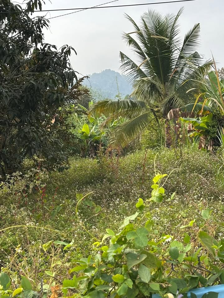 Đất nền xã Đạ Lây - 70.000m² giá 6.3 tỷ - Cơ hội đầu tư tuyệt vời!