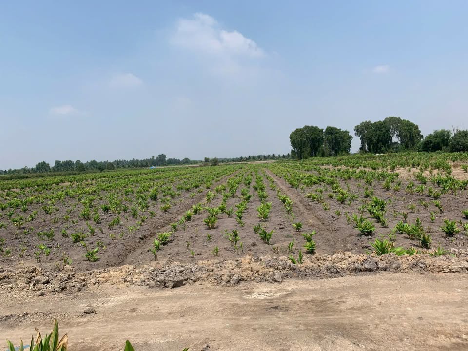 Đất vườn Bình Chánh 1178m² giá 2.1 tỷ - Cơ hội đầu tư tuyệt vời!