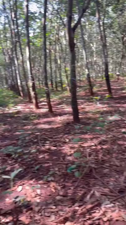 Đất Farm 5ha tại Tân Lợi, Hớn Quản - Giá 1.2 tỷ có thương lượng!