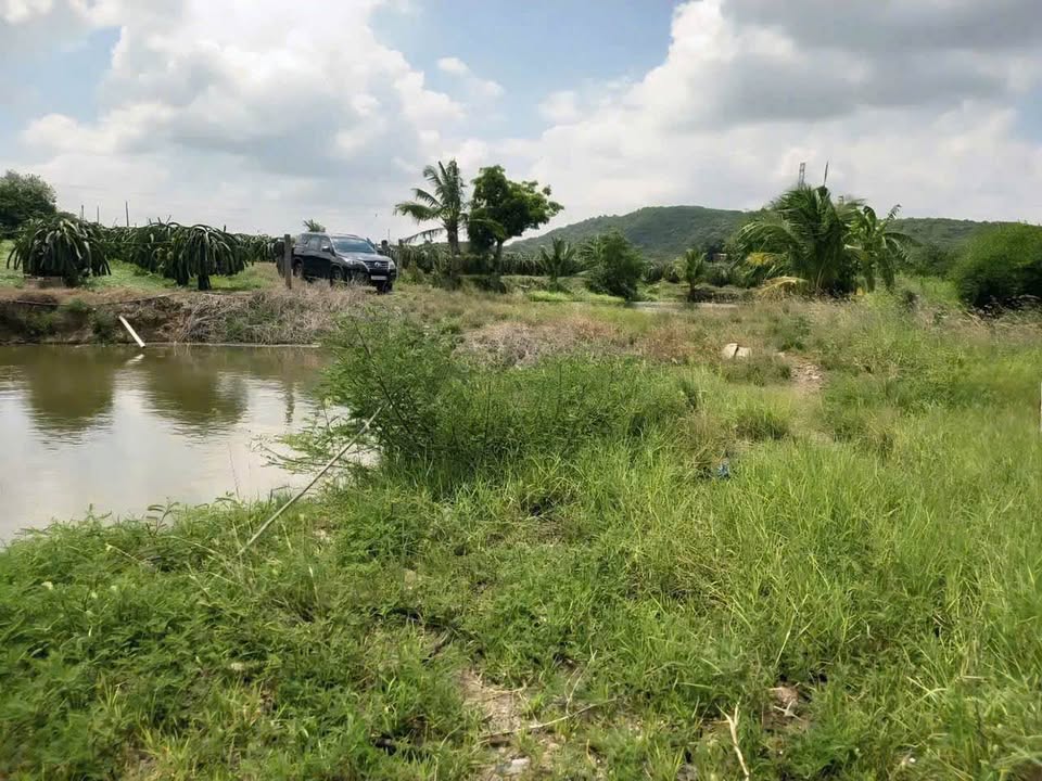 Đất sào Phú Thọ, Hàm Cường 7000m² giá 665 triệu - Cơ hội đầu tư tuyệt vời!