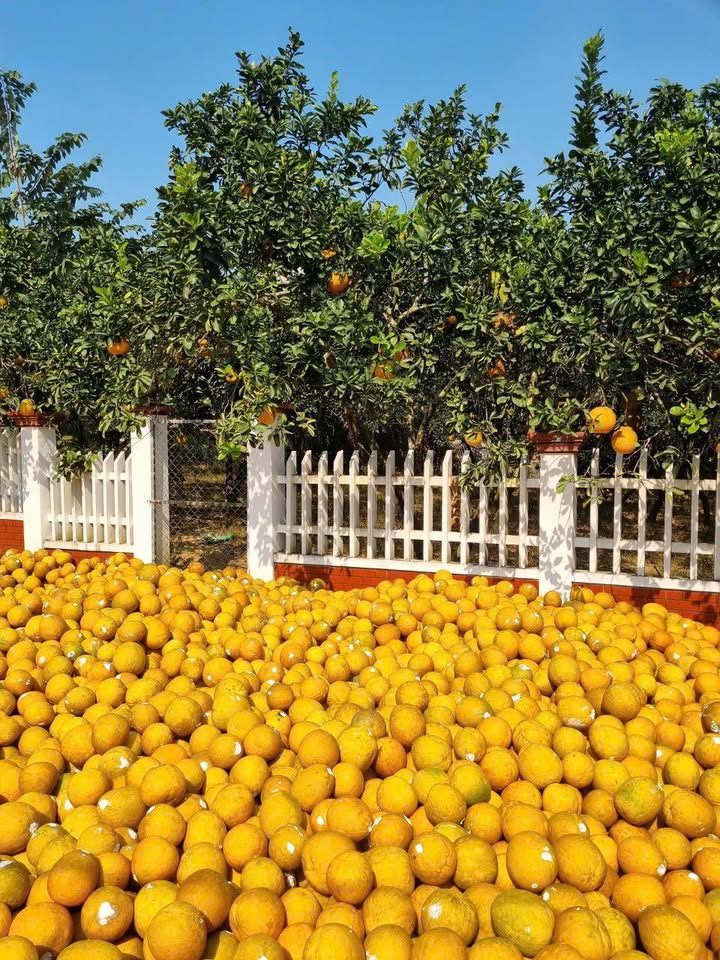 Đất nền lô góc khu dân cư số 4 Bích Động - Việt Yên 91.5m² giá 4.xx tỷ - Cơ hội đầu tư hấp dẫn!