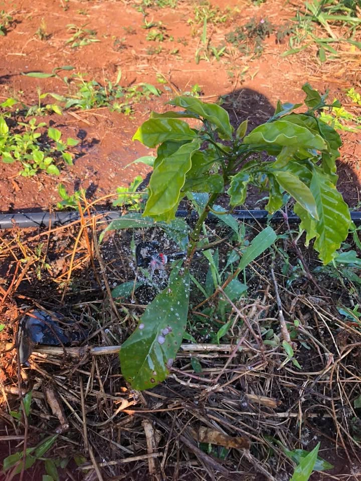 Farm 1.3ha tại xã Ea Hồ, Krông Năng giá 2.1 tỷ - Đường lớn, tiện ích đầy đủ!